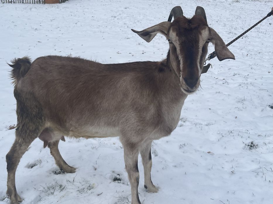 Кози англо-нубійська, занецька