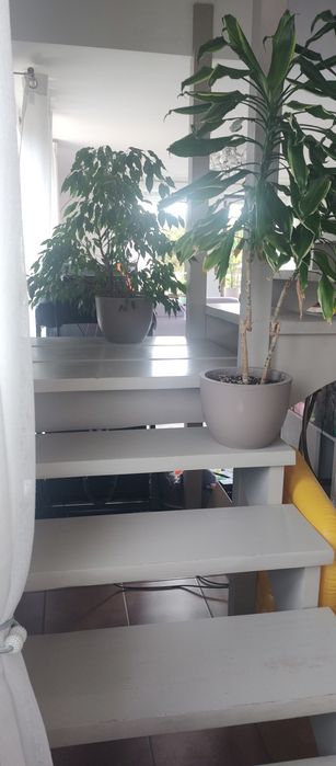 Schody samonośne zabiegowe stopnie trepy drewniane