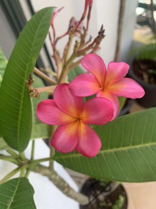 Plumérias (Frangipani) – Várias Cores de Flor