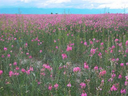 Семена Эспарцета(Эспарцет песчаный)