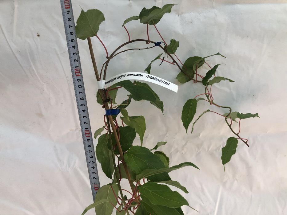 Актинідія 3 річна. Морозостійкі сорти