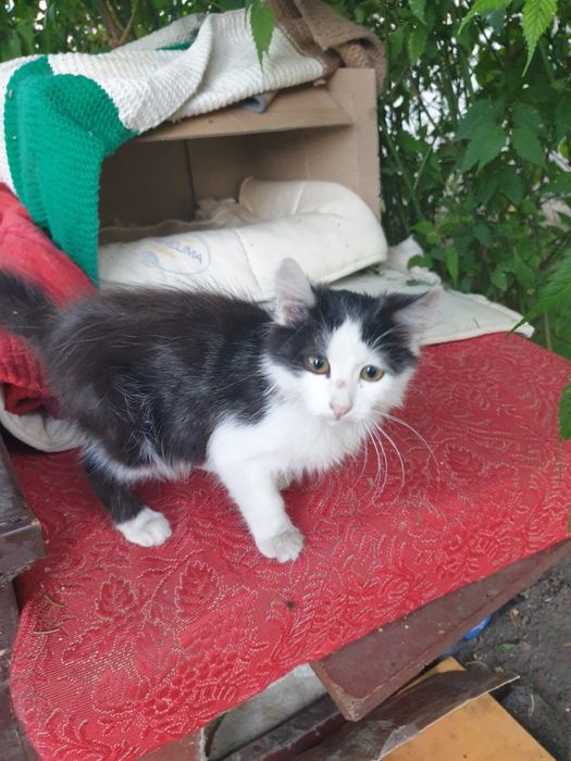 Кошеня в добрі руки