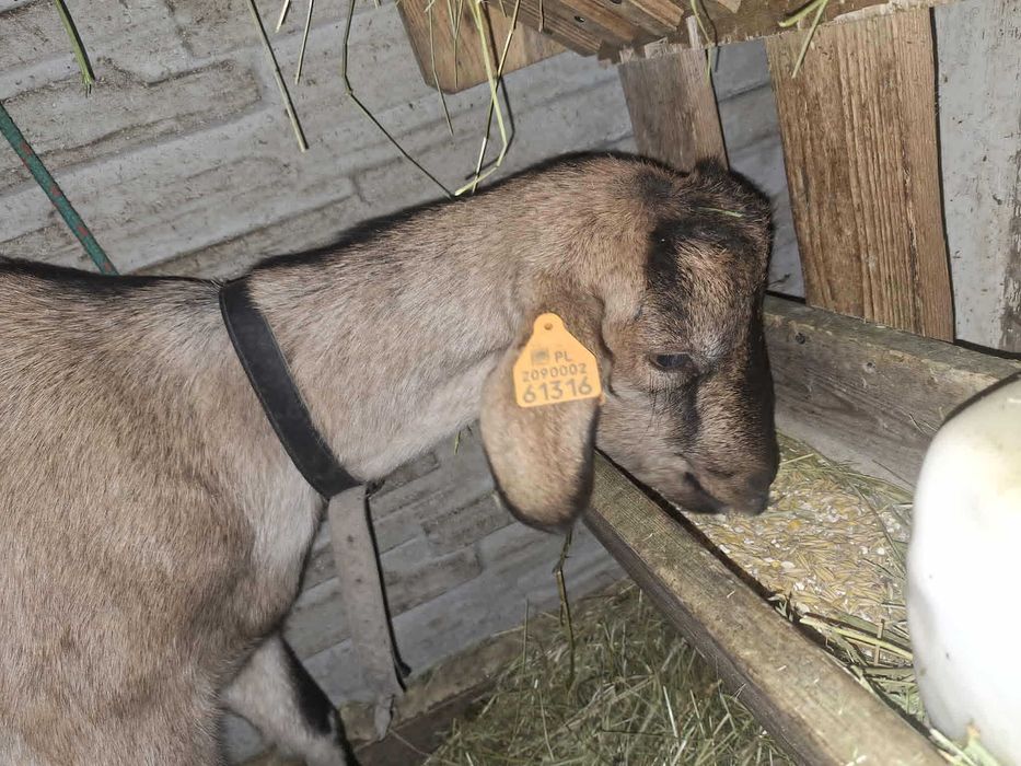 Koza mleczna zakocona