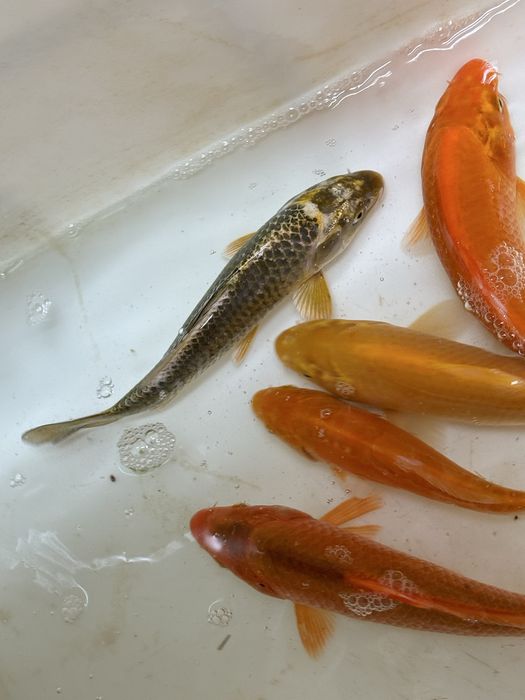 Karp koi karpie koi ryby do oczka wodnego stawu