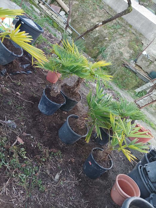 Palmeiras para jardim