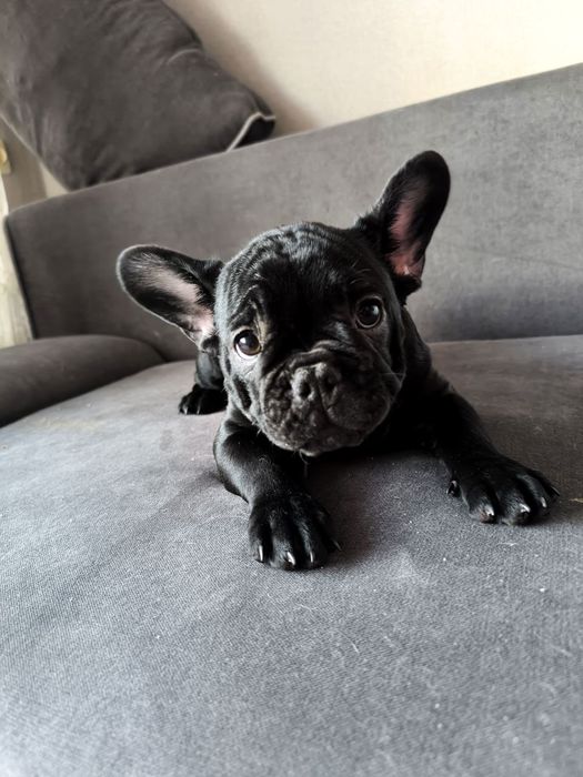 Міні французький бульдог