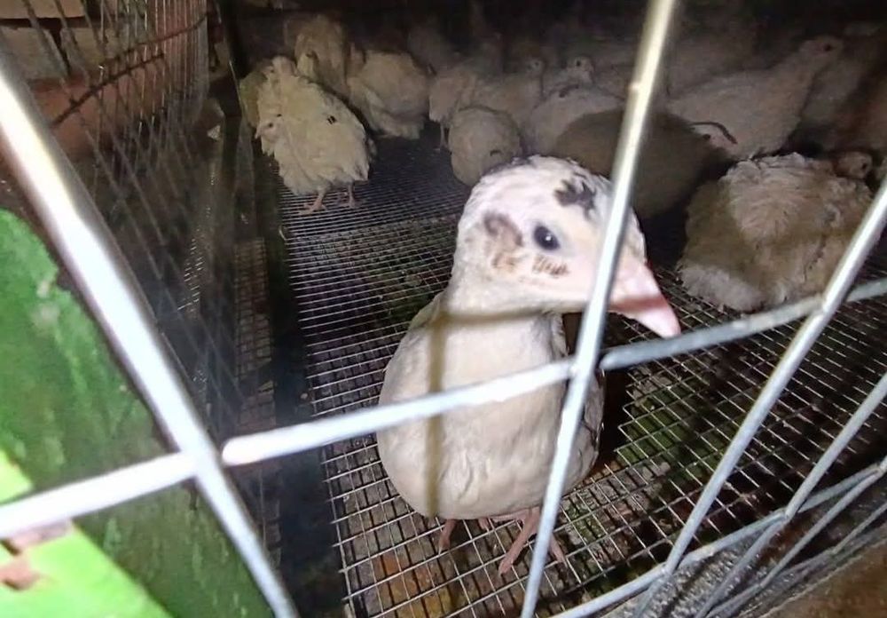 Перепела ! Яйца инкубационные! Оплод хороший