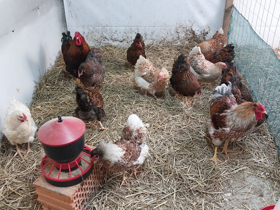 Jaja jajka lęgowe legbar marans silverudds  ameraucana