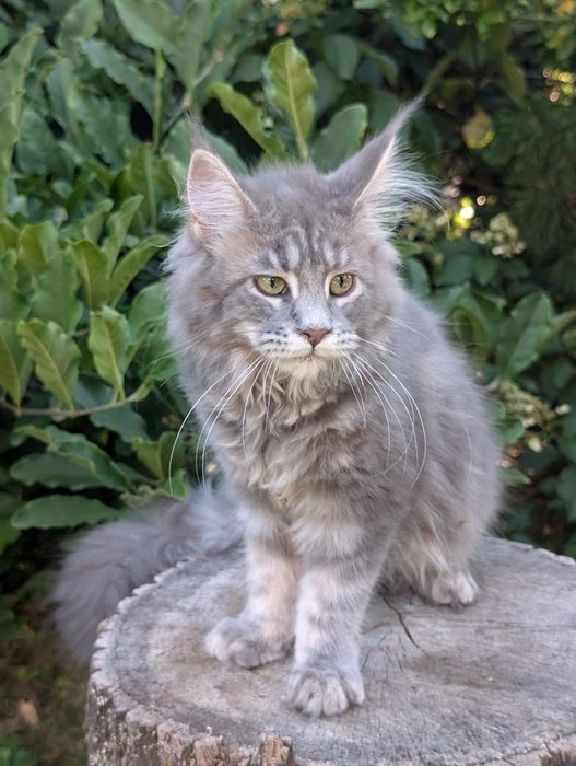 Niebieska klasycznie pręgowana kotka Maine Coon. Zapraszamy