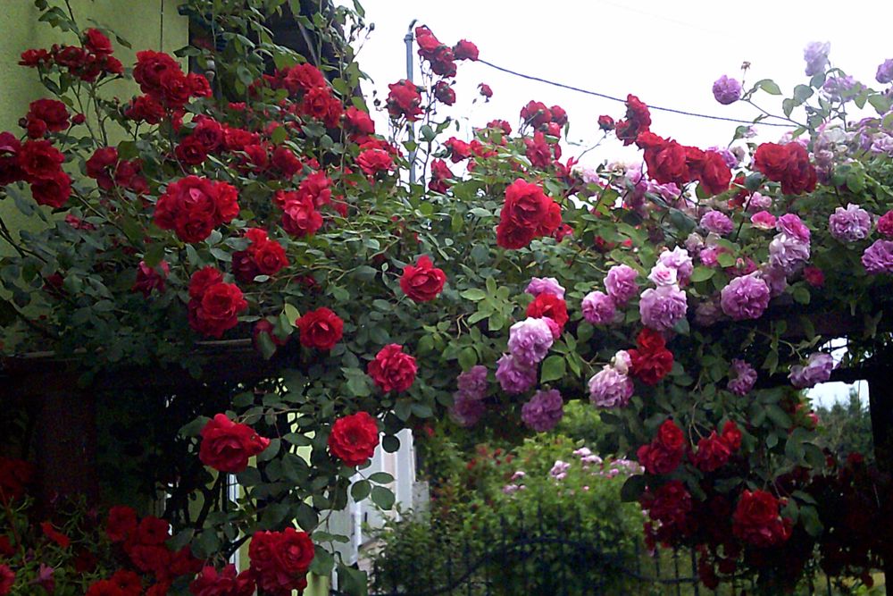 Róże Pnące i Okrywowe