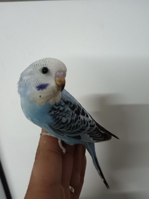 Piriquitos domesticados turquoisine