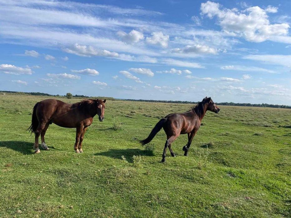 Продаж двох робочих коней с. Переросля, Дубенський район