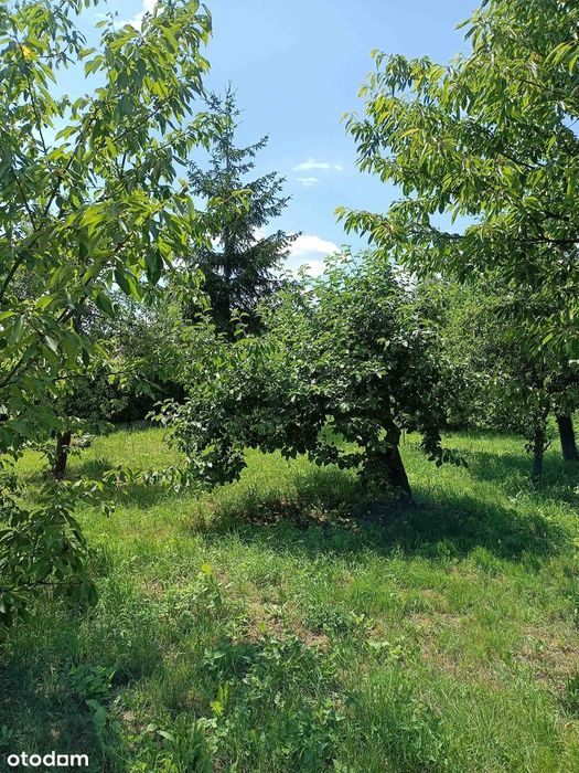 Sprzedam dużą, malowniczą działkę z domkiem Brzeźce k. Białobrzegów