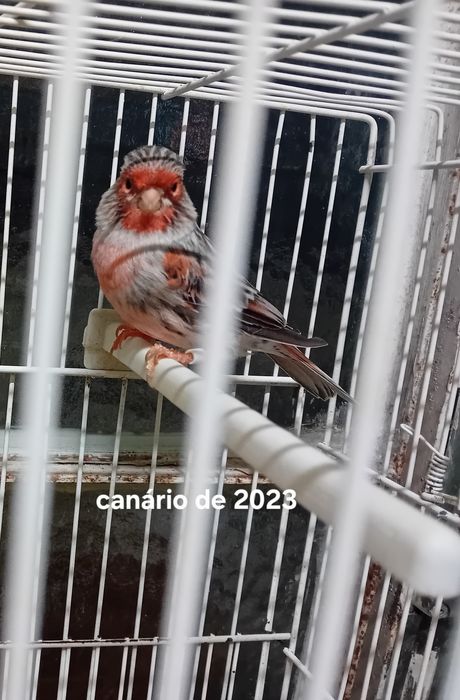 Canarios 2023 machos