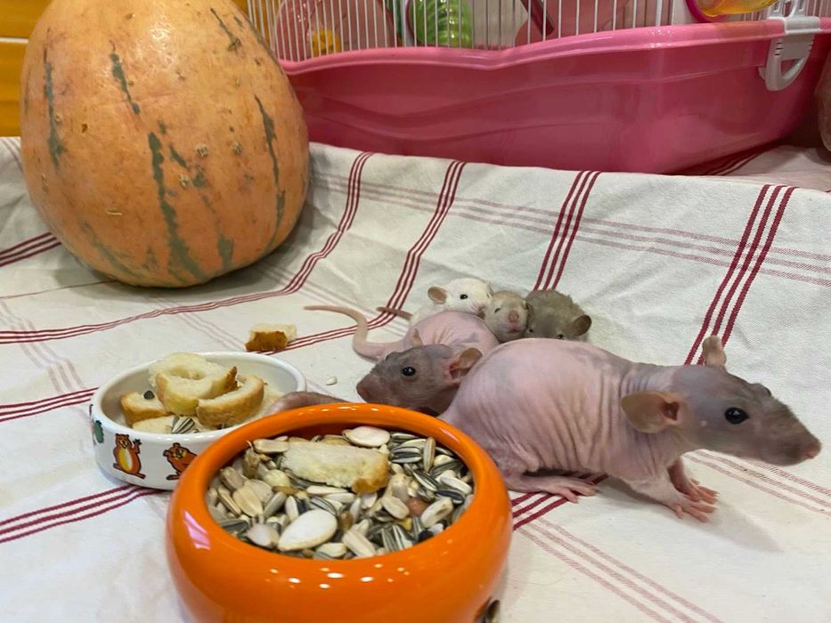 Лысая крыса сфинкс - маленькие ручные крысята разных цветов