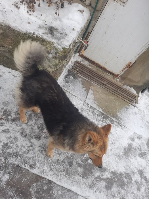 Відам в добрі руки собаку кличка Фіма