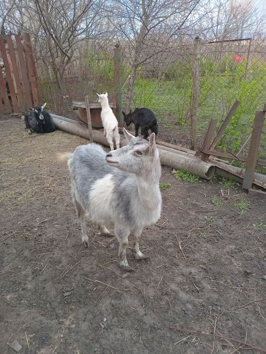 Продам кіз дійних за першим і за другим окозом