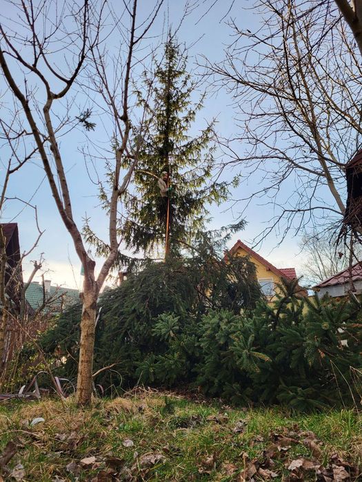 Порізка дерев, в приватному секторі.