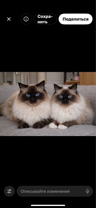 Рэгдолл котятки Ragdollі