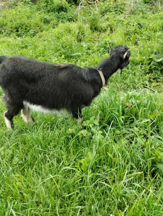 Коза, козочка, козенята, козлик, кози