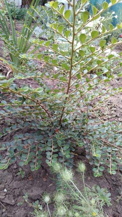 Кизильник горизонтальный