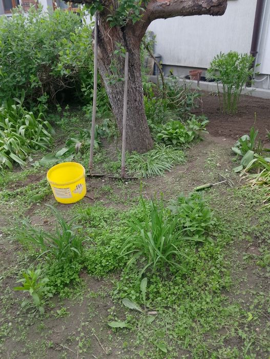 Sprzątanie domow i pielęgnacja ogrodów