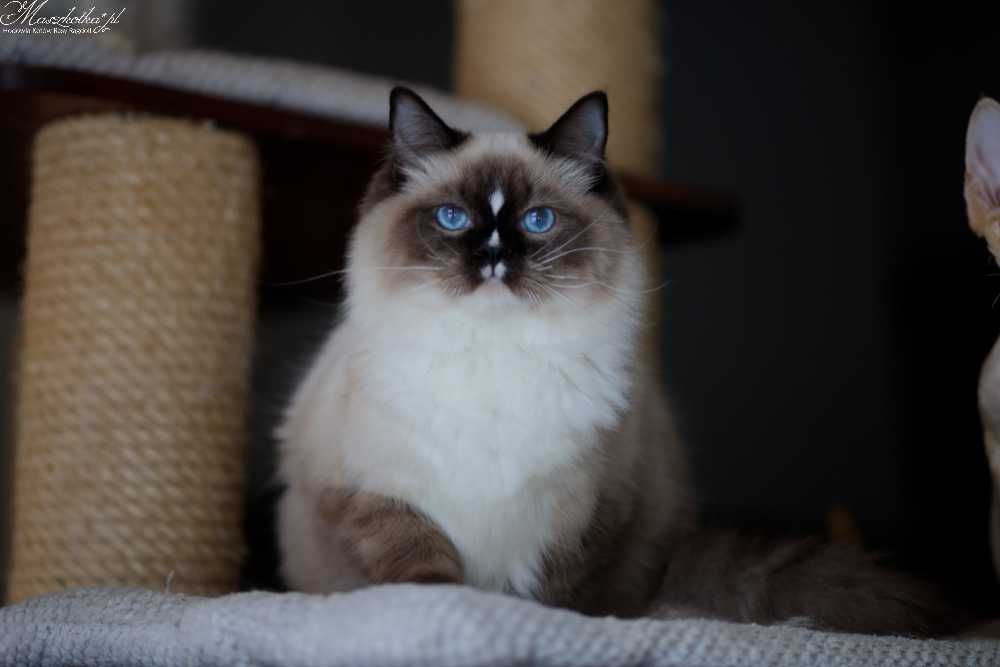 Ragdoll, prześliczny kocurek seal mitted z rodowodem FPL