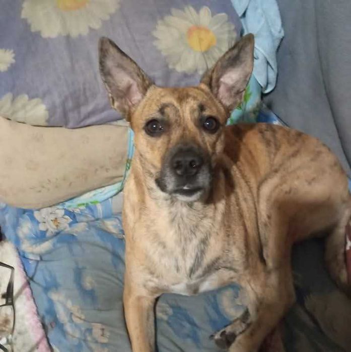 Зникла собака ДОПОМОЖІТЬ