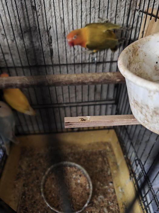 Vários tipos de aves