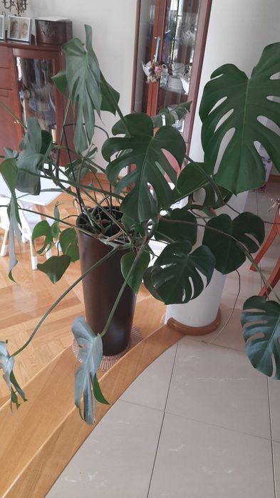 Duzy kwiat monstera
