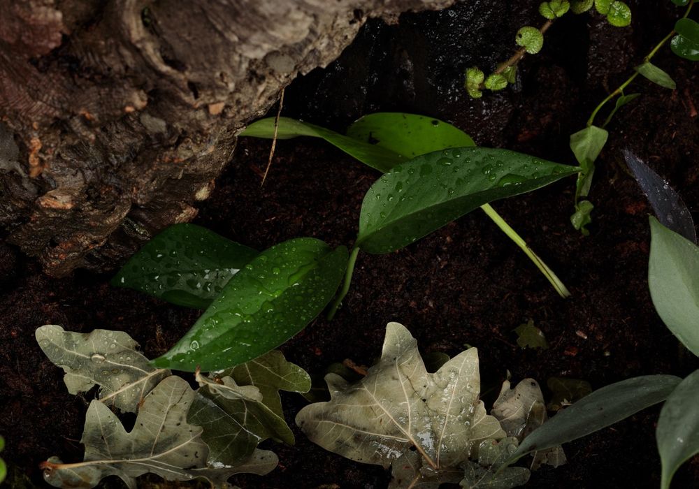 Terrarium paludarium vivarium