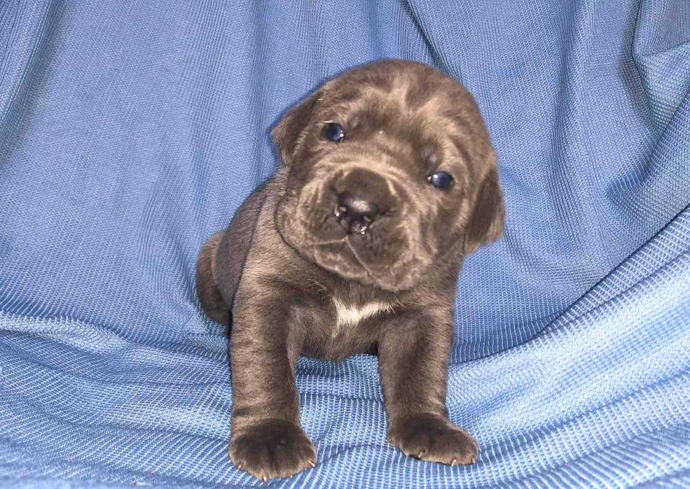 Кане корсо хлопчики