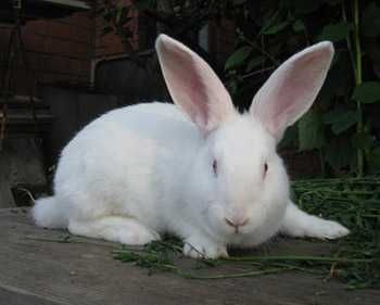 Кролики панон, бабочка