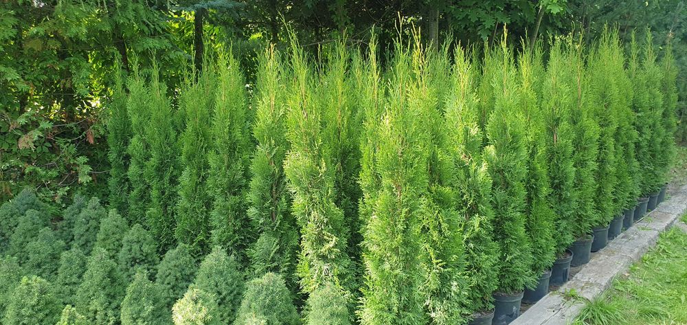 Szmaragd w donicach. Duży żywotnik zachodni na żywopłot. Nasadzenia.