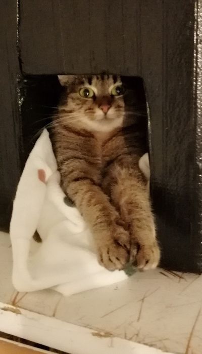 Aniołeczek  kastratka 1 roczna