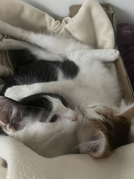 Agatka I Antoś małe urwiski szukają domy