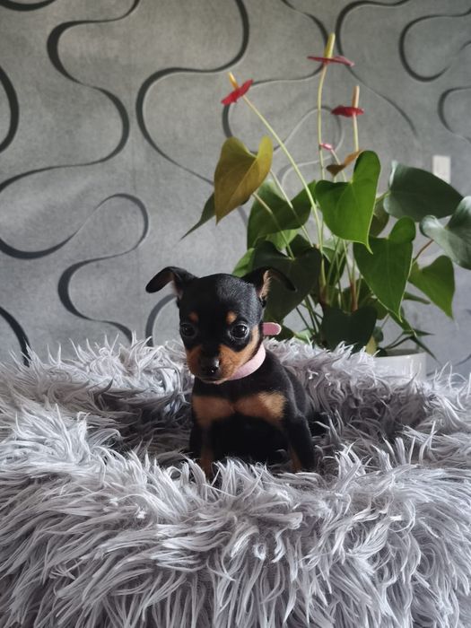 Ratlerek Ratlerki, pinczer pinczerki