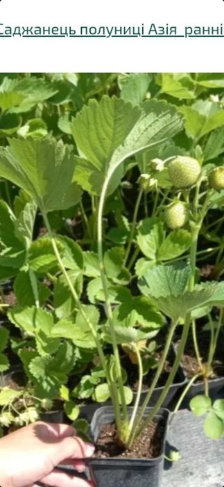 Продам саджанці полуниці Азія