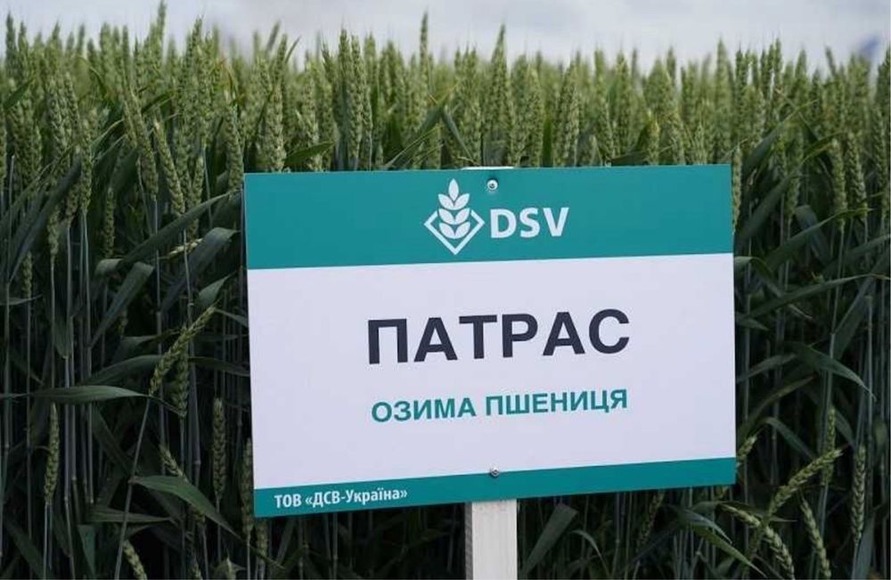 Продам пшеницю на посів ПАТРАС