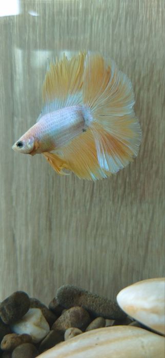 Акваріум бокал з рибкою | Акваріумний комплект на подарунок