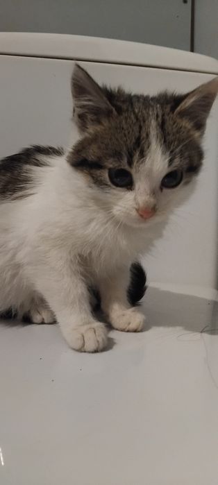 Коти чорно білі дуже гарні