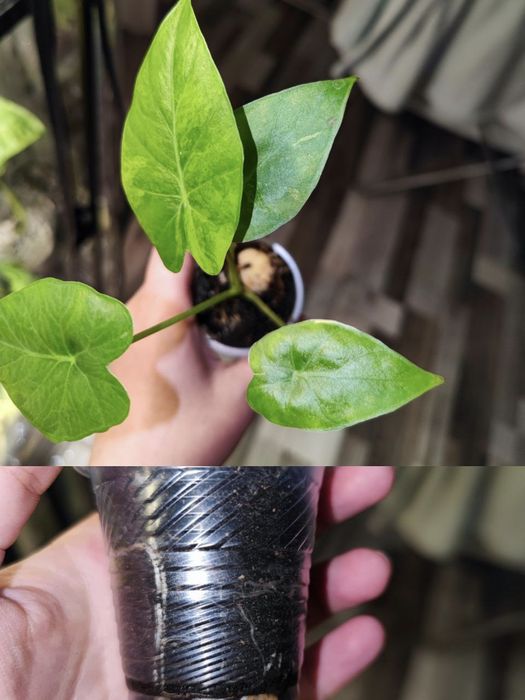 Дітки алоказій одора ауреа вар., ред грей, купрея ред сікрет, гагеана