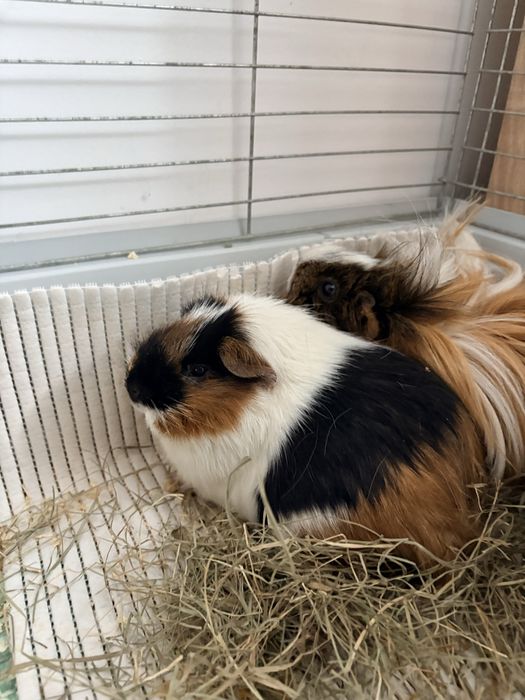 Ferdek i Benek szukaja domu