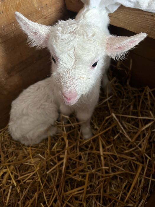 Продаємо козеняток в добрі руки