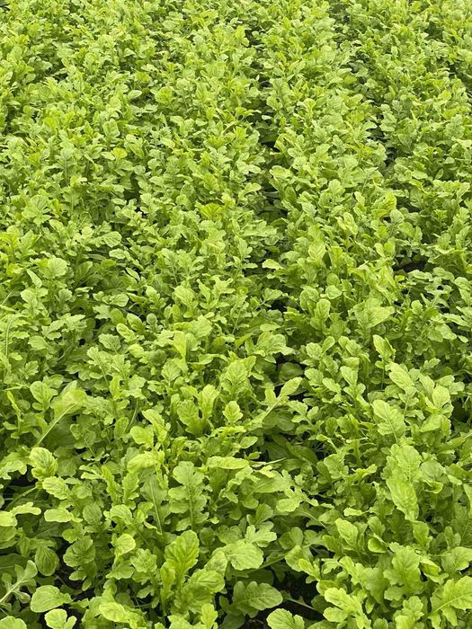 Продам Руккола вкус ореховый