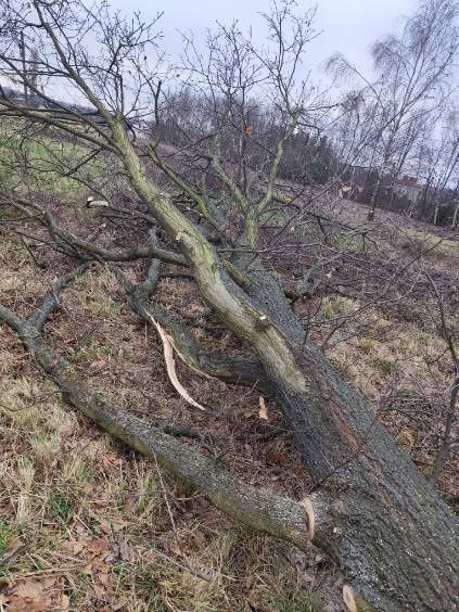 Sprzedam dwie kłody dębu