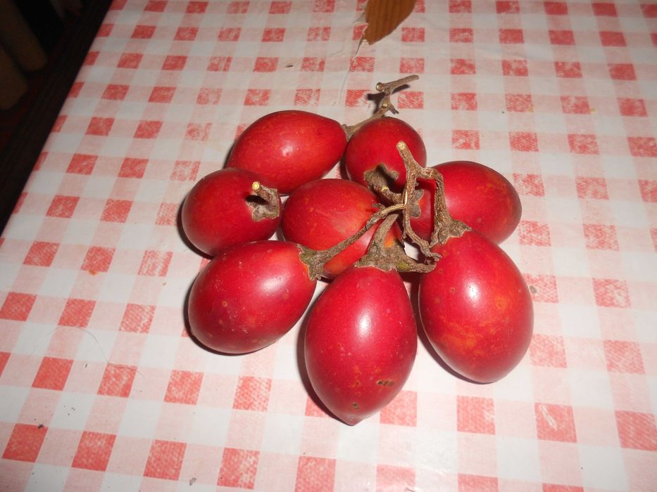 Laranjas Tangerinas Limoes Xuxus tomarilhos biologicos