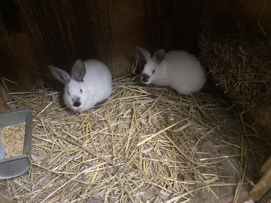 Sprzedam króliki