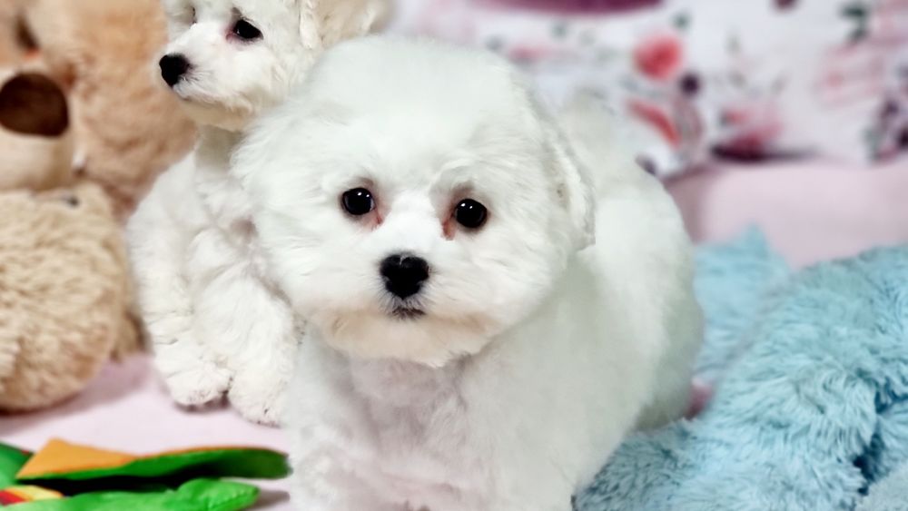 Bichon frise suczka zkwp