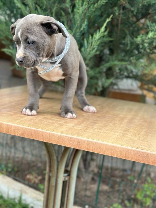 Американский буллі стандарт